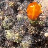 Cumulopuntia_sphaerica